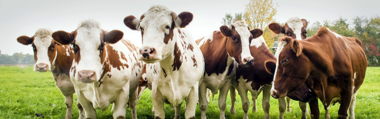 Join All Y'alls Compassion Corral Today