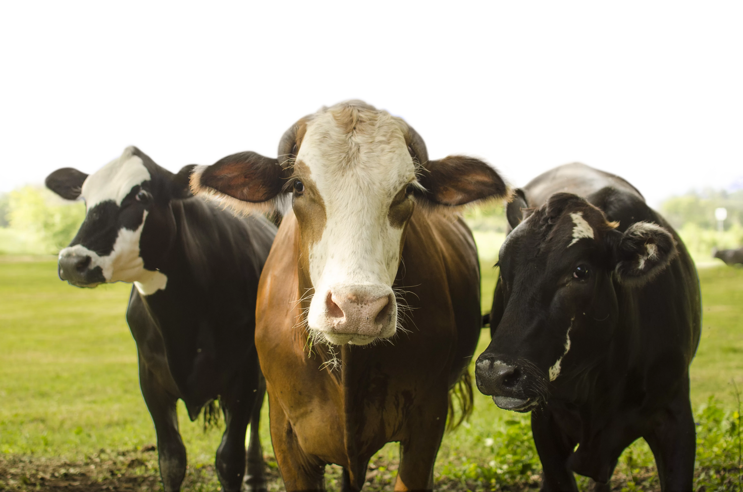 Three cows standing in a green field, representing ethical and sustainable farming, promoting 'It’s Jerky Y’all' as a plant-based protein meal replacement.